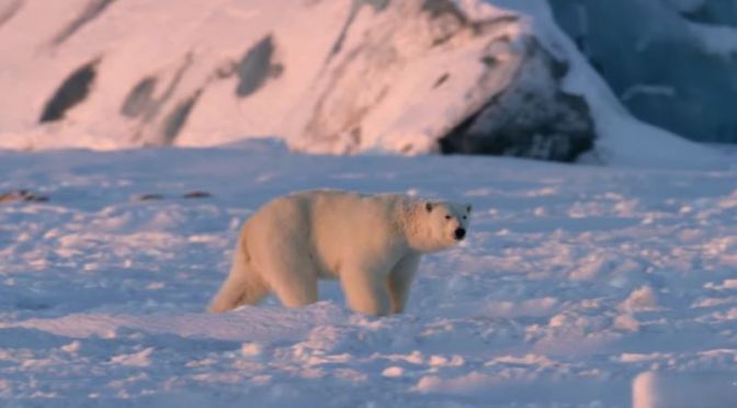 Arctic Wildlife: ‘Polar Bears & Climate Change’