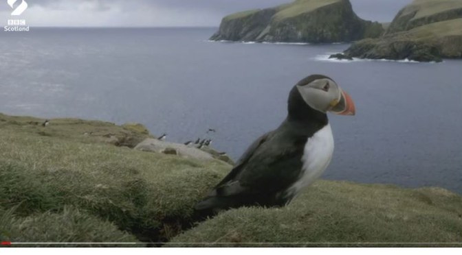 Wildlife: ‘Puffins Pairing Up’ In Scotland (Video)