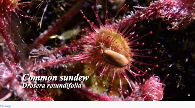 Carnivorous Plants: The Evolutionary Success Of The  ‘Sundews’ (Video)