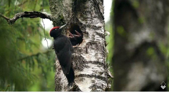 Photography: ‘Nature Highlights In Norway’