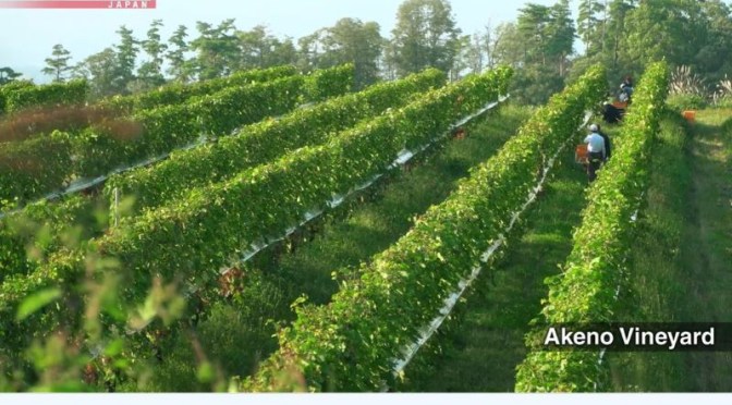Travel Stories: ‘Yamanashi –  Japan’s Best Wine Region’