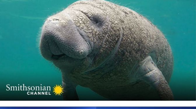 Ocean Wildlife: A Manatee Migrates To Warm Water