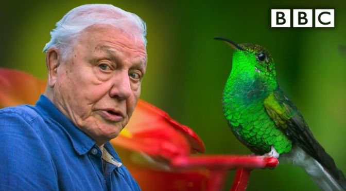 Nature Views: ‘Glamorous Hummingbirds’ – David Attenborough (BBC Video)