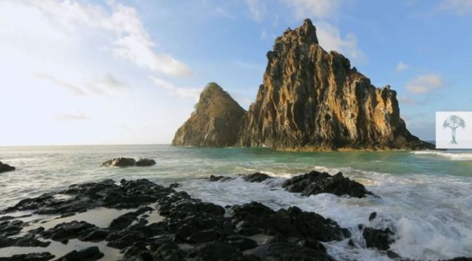 Marine Wildlife: ‘Crabs, Eels & Octopuses’ Off The Coast Of Brazil (Video)
