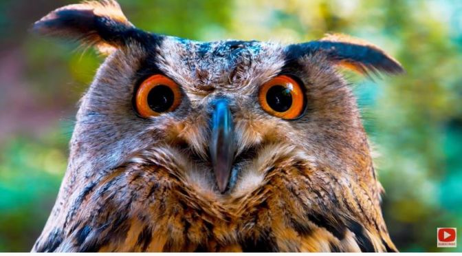 Views: ‘Owls’ (8K Video)