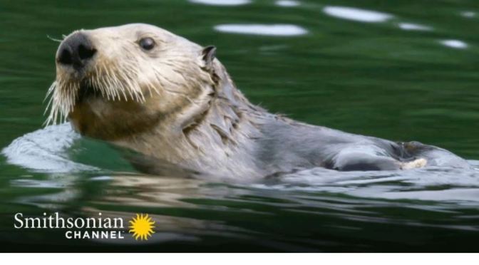 Winter Wildlife: A River Otter Survives In Upper Peninsula Of Michigan