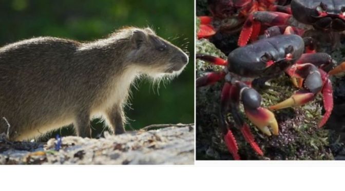 Wildlife: The Hutia & Red Crabs Of Cuba (BBC Video)