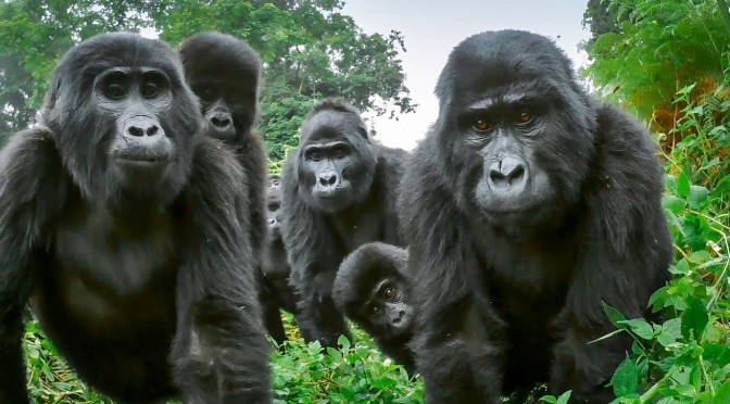 Views: Best Of ‘Gorillas’ From BBC Earth (Video)