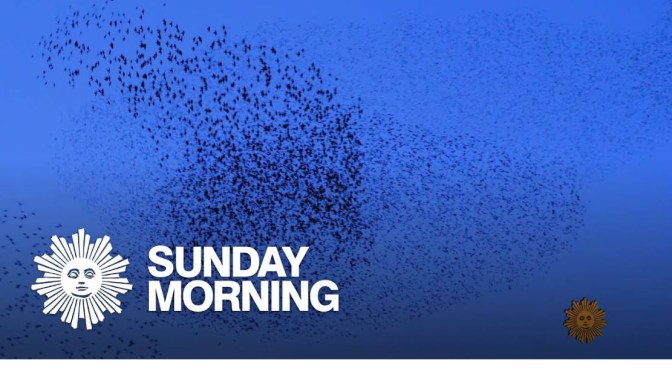 Nature: ‘Murmurations Of Starlings’ In Greenbrae, Northern California
