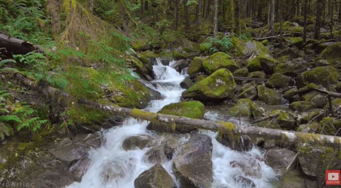 Forest Views: Pratt River Trail – Washington (Video)