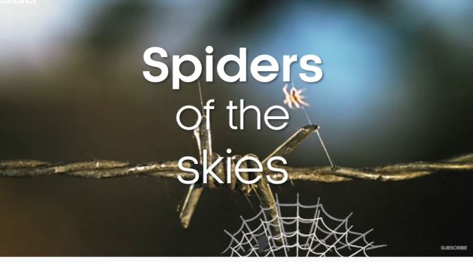 Science & Nature: ‘Spiders’ Using Static Electricity To Fly (BBC Earth Video)