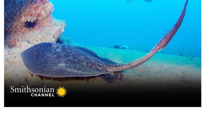 Views: Blotched Fantail Rays – Great Barrier Reef