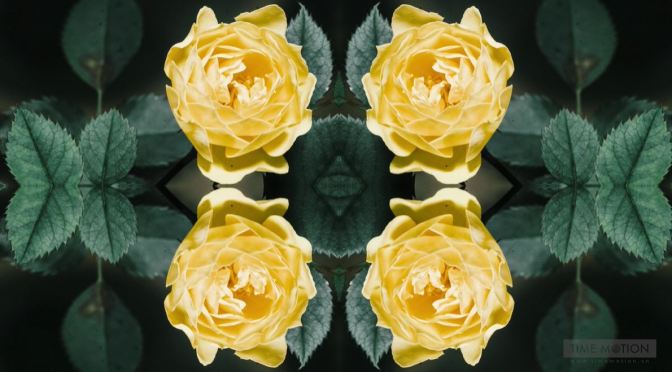 Timelapse Views: ‘Orchids & Roses Blooming’ (Video)