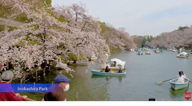 Spring Walks: Cherry Blossoms – Tokyo Parks
