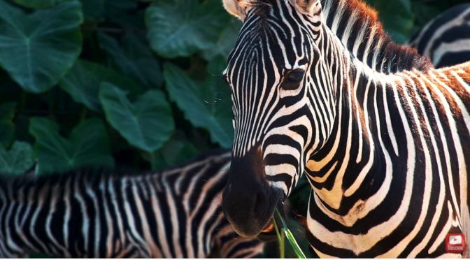 Wildlife Views: Animals Of The World (8K UHD Video)