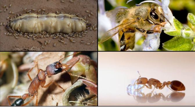 Science Of Aging: Social Insects May Hold Secrets