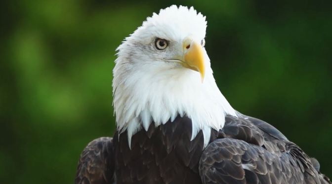 Nature: ‘The Recovering America’s Wildlife Act’ – Benefits To Texas Habitats