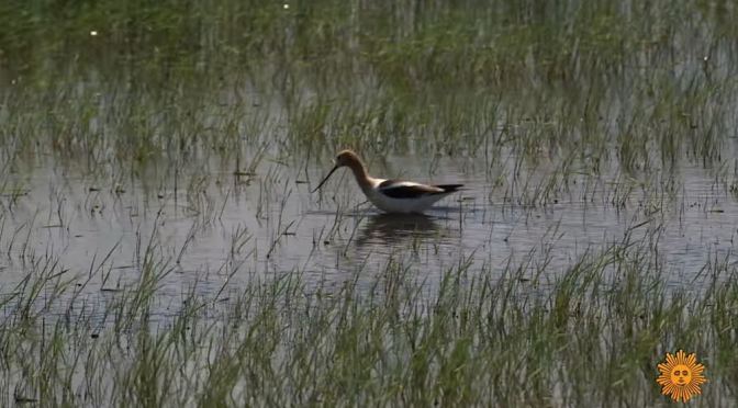 Wildlife: Water Birds In Northeastern MOntana