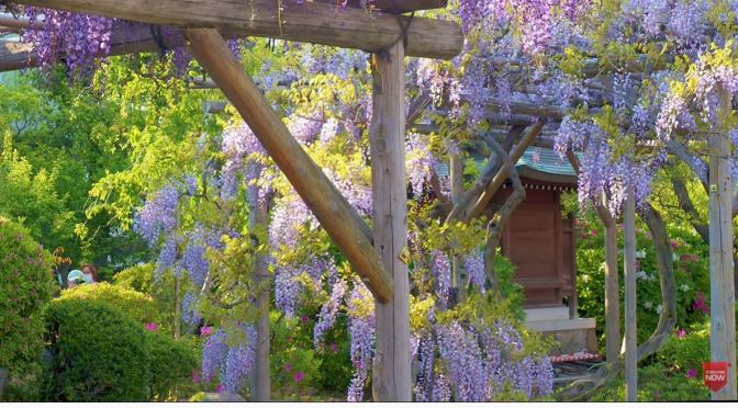 Spring Views: ‘Wisteria In Bloom’ – Tokyo, Japan (4K)