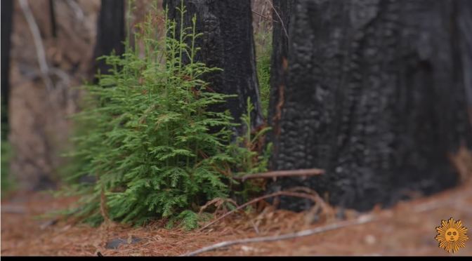 Views: Redwood Forest Recovering From Fire In Santa Cruz, California