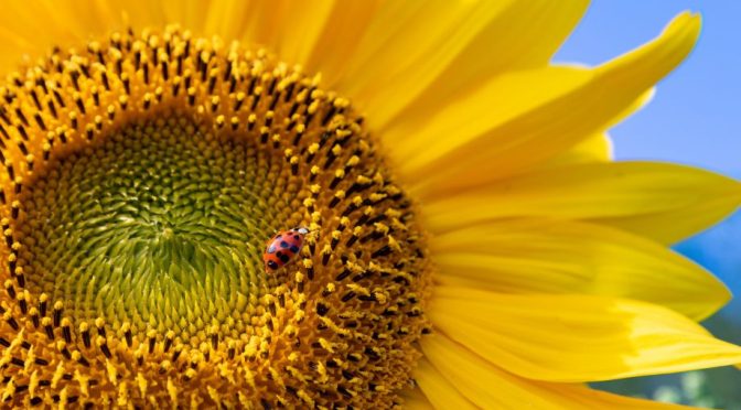 Photo Contests: 2021 RHS ‘Flowers And Gardens’