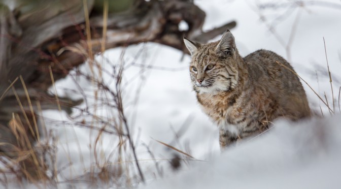 Wildlife Views: A Bobcat Hunting In Yellowstone National Park, Wyoming
