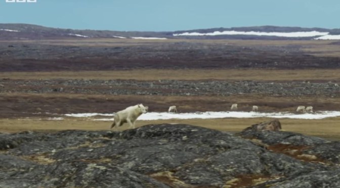 Wildlife Views: An Arctic Wolf Hunts Caribou On The Canadian Tundra