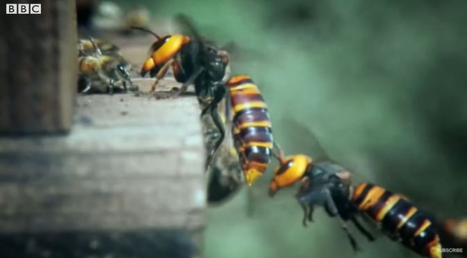 Wildlife: Top ‘Hornet Moments’ (BBC Earth)