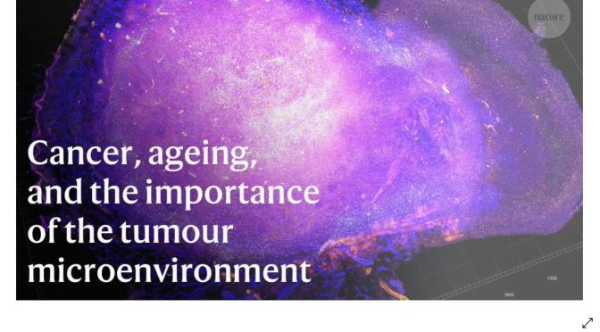 Research: Aging & Cancer Microenvironments