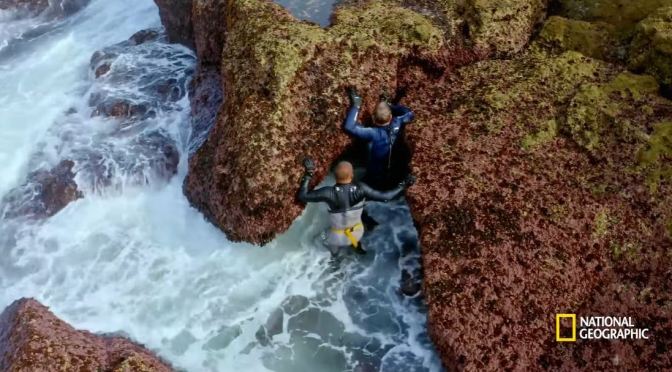 Culinary Travel: Chef Gordon Ramsay Harvests Barnacles In Portugal
