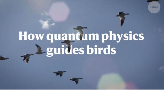Science: Birds Navigating With Quantum Mechanics