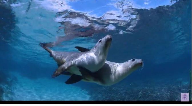 Views: ‘Sea Lions – Life By A Whisker’ (Video Trailer)