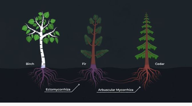 Science: The Secret Language Of Trees