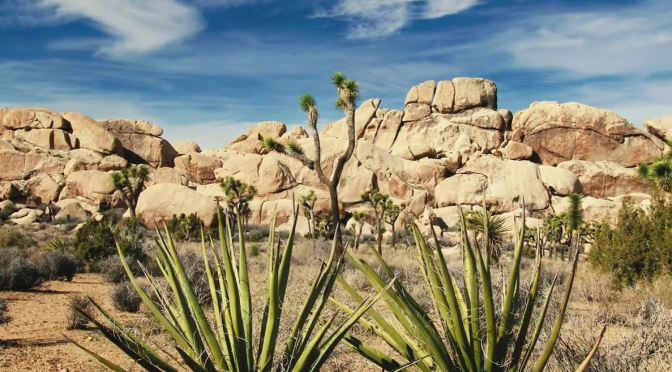 California Views: Joshua Tree National Park (4K)