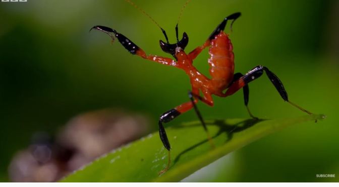 Insect Views: The Kung Fu Mantis (BBC Earth Video)