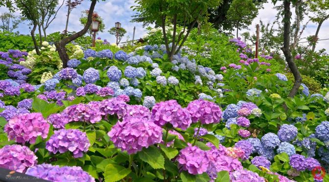 Walks: Hydrangeas At Hakusan Shrine, Tokyo