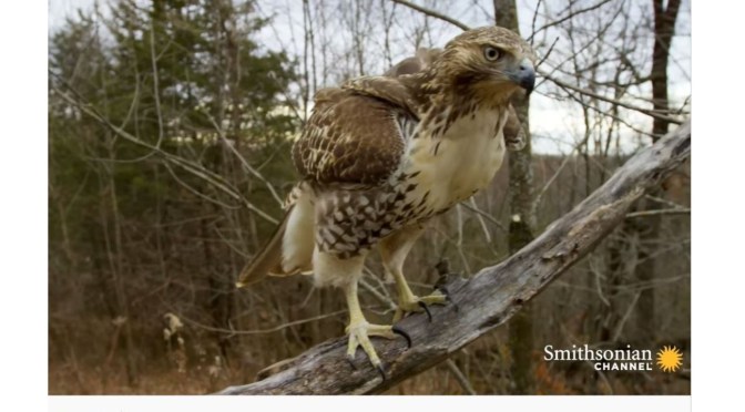Views: Red-Tailed Hawk On The U.S.- Canada Border