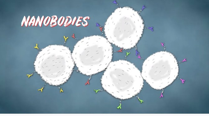 Harvard: ‘Nanobodies’  Evolved From Synthetic Antibody Fragments