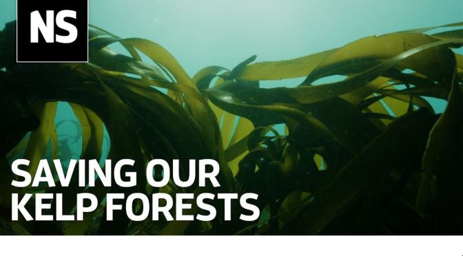 Ocean Science: Can Kelp Forests Survive Climate Change, Trawler Fishing