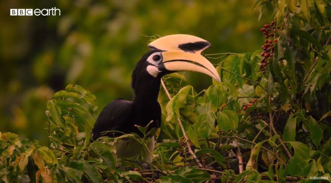 Views: Hawk-Eagles And Oriental Pied Hornbills Hunt Bats In Malaysia