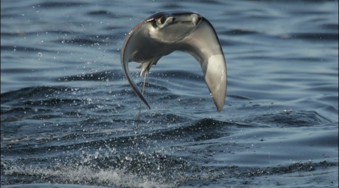 Views: Giant Eagle Rays Launching In Mexico