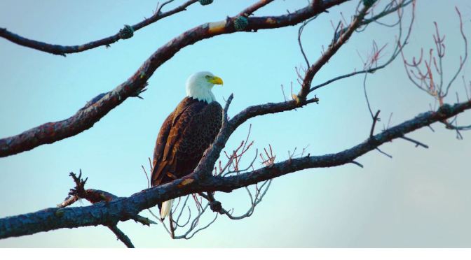 Views: Bald Eaglets In Western New York State