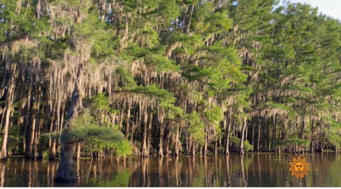 Nature Views: Caddo Lake, Texas-Louisiana Border