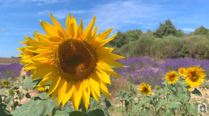 Views: Lavender And Sunflowers In Valensole, Provence, France (4K)