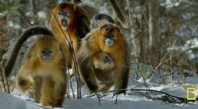 Wildlife: Golden Snub-Nosed Monkeys Of China