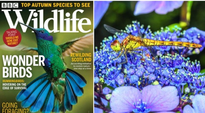 Cover Views: BBC Wildlife Magazine – September 2021