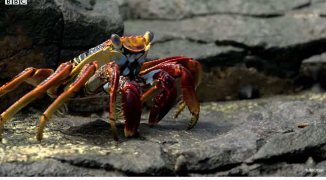 Views: Sally Lightfoot Crabs Face Eels & Octopus Off Coast Of Brazil (BBC)