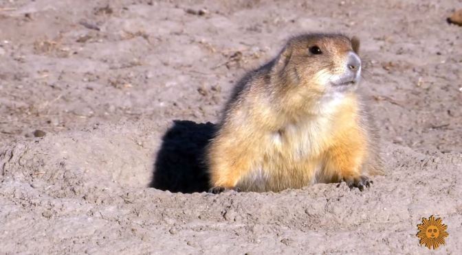 Nature: Prairies Dogs Of South Dakota Badlands