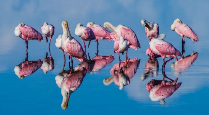 Photography: The 2021 BirdWatching Awards