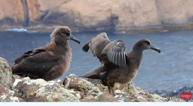 Seabirds: Scientists Save Black-Footed Albatross From Rising Sea Levels